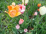 56 Nancy's Garden [2009 May 10]